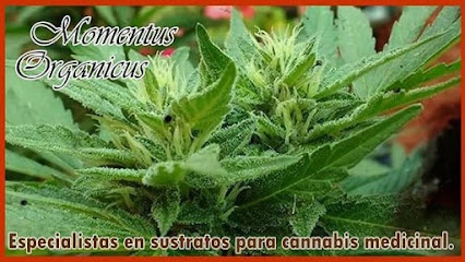 Momentus Organicus